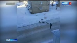 Вести-Биробиджан - На стаи бездомных животных жалуются жители Биробиджана