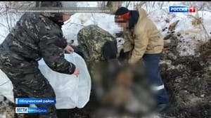 Вести-Биробиджан Останки амурского тигра обнаружили пограничники в ЕАО