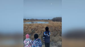 Вести – Амурская область Амурские лебеди Петр и Феврония вернулись на Бамовские озера