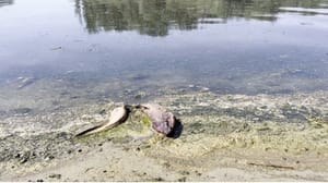 Вести. Регион-Тюмень Пробы воды взяли из Туры для установления причины массовой гибели рыбы в тюменской реке