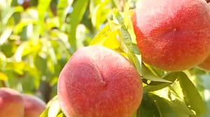 Вести. Кубань В персиковых садах Кубани разгар уборки урожая