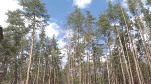 Вести. Белгород Особый противопожарный режим в Белгородской области продлили до 4 октября