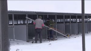 Вести. Аланийы хабæрттæ Мæздæджы районы æнтыстджынæй аразынц куыйты питомник