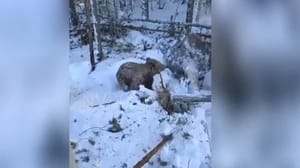 Вести. Регион-Тюмень Машинист экскаватора случайно раскопал берлогу с четырьмя медведями в Югре