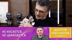 Доктор Мясников Котенок проявил чудеса терпения на руках у Александра Мясникова