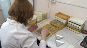 Вести. Южный Урал Как оценить качество семян: в Челябинске проверяют энергию прорастания