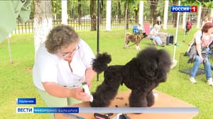 Вести. Кабардино-Балкария В Нальчике прошла выставка собак «Кубок Эльбруса»