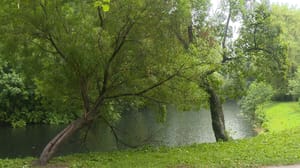Вести. Санкт-Петербург В прудах Петербурга высаживают растения для борьбы с сине-зелёными водорослями