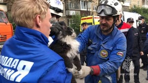 Новости Кота спасли из-под завалов в Нижнем Тагиле