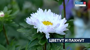 Вести. Ямал Эфир от 28.08.2024 (10:00)