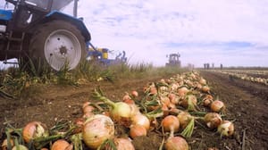 Вести – Амурская область Лук в производственных масштабах решилась выращивать семья константиновских аграриев