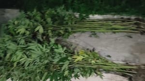 Вести Сочи В Сочи полицейские задержали владельца нарко-огорода