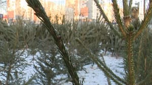Вести. Южный Урал В Челябинске будут проводить рейды по выявлению нелегальных торговцев елками