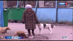 Вести-Курск - Председатель СК РФ взял на личный контроль дело о нападении бродячих собак в Курской области