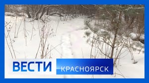 Вести. Красноярск - Эфир от 29.01.2025