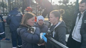 News. The duty officer - The cat Musya, who fell off the cliff, was found alive and unharmed.