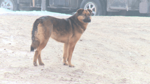 Drive. Krasnoyarsk Bölgesi'nde ısınma ile, sokak köpekleri de aydınlatıldı