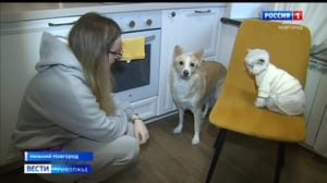 Вести-Приволжье Эфир от 07.11.2022 (21:05)