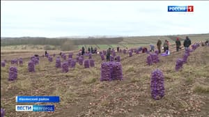 Вести. Белгород Белгородские аграрии продолжают уборку урожая