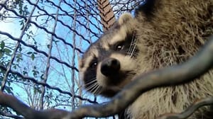 Вести в 20:00 Херсонский зоопарк пришлось эвакуировать из-за обстрелов ВСУ
