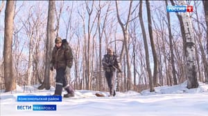 Вести. Хабаровск - Впервые за 15 лет ученые обнаружили в тайге комсомольского заповедника следы кабарги