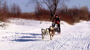 Вести Поморья В Коряжме состоялась авторская гонка на ездовых собаках