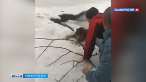 Новости Уфы и Башкортостана - В Башкирии мужчина спас провалившуюся под лед собаку