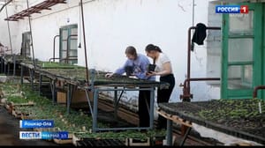 Вести. Марий Эл В оранжерее готовят новинку для клумб Йошкар-Олы
