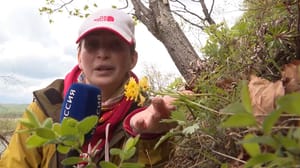 Вести. Хабаровск "Подземный" цветок – эндемик региона показался ученым и корреспонденту "Вести. Хабаровск"