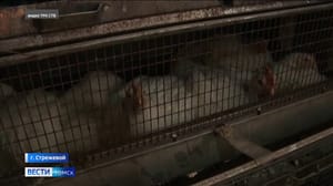 Вести. Томск Эфир от 31.05.2023 (14:30)
