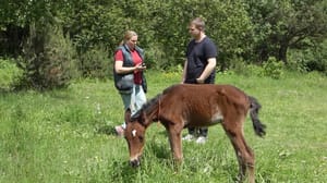 Вести. Алания Шанс для Шанса: жительница Ирафского района выходила жеребенка, оставшегося без матери
