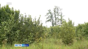 Утро России. Брянск Эфир от 03.07.23 (07:35)