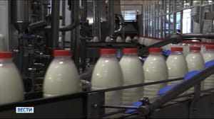 Вести. Владимир Во Владимирской области в молочной продукции обнаружили кишечную палочку