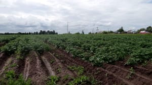 Вести Поморья Агростартапы в действии: в Архангельской области планируют собрать более 26 тысяч тонн картофеля