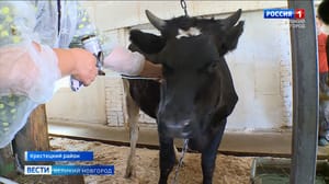 Вести. Великий Новгород В Новгородской области началась ежегодная вакцинация животных от сибирской язвы
