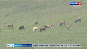 Вести. Кабардино-Балкария В КБР подвели итоги пастбищного сезона
