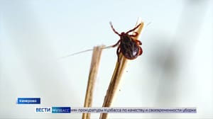 Вести-Кузбасс Эфир от 12.03.2024 (09:00)