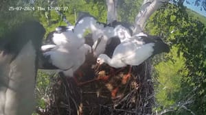 Вести – Амурская область В гнезде аистов в Березовском заказнике снова четыре птенца