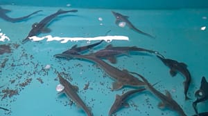Вести. Магадан Рыбоводы Магадана разводят редкие виды рыб для восстановления популяций