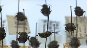 Вести. Новосибирск Новосибирские учёные по древним жукам Алтая узнали о климате в эпоху мамонтов