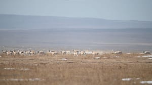 Вести-Чита Поезд сбил стадо антилоп в Забайкалье