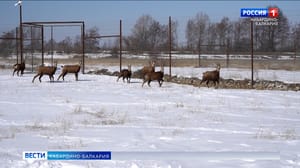 قُد. In Nalchik experimental hunting waiting for the addition