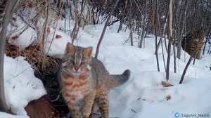 Vesti – región de Amur La ternura de gato captó la cámara en el Parque Muravyevsky