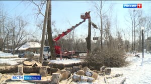 Conduz. Poda de mola de árvores começou em Khabarovsk