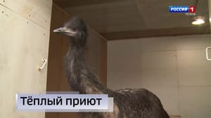 Вести. Псков - Эфир от 23.01.2023 (14:30)