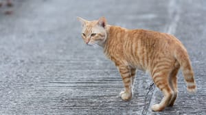 Новости В Британии планировали уничтожить всех домашних кошек для защиты от коронавируса