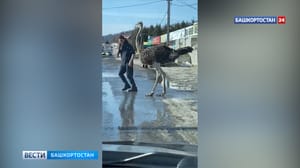 Новости Уфы и Башкортостана В селе Башкирии засняли гуляющего по улице страуса