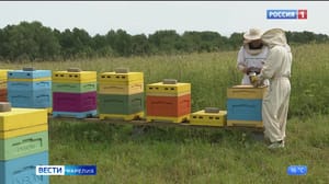 Вести. Карелия Карельские фермеры открыли пасеку за счет гранта