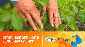 Утро России Сибирские сорта