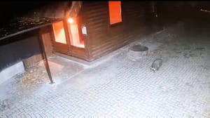 Вести. Калининград Поселился нелегально. В Калининградском зоопарке не могут поймать хитрого дикого зверя